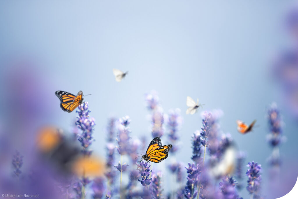 Blogbild zum Thema: chronische Krankheit. fliegende Schmetterlinge über Lavendel