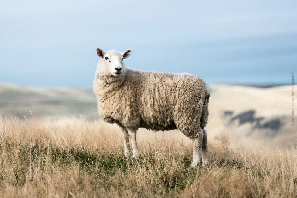 ein Schaf, passend zu Psalm 23 - geeignet als Kondolenztext